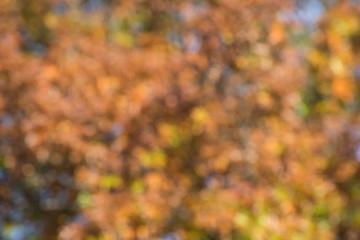 Wall Mural - autumn background, bokeh effect