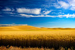 Some more of that Palouse Gold.