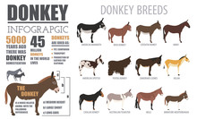 Donkey Breeds Infographic Template. Animal Farming. Flat Design