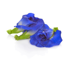 Butterfly Pea flower on white background