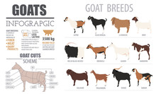 Goat Breeds Infographic Template. Animal Farming. Flat Design
