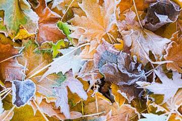 Wall Mural - autumn leaves