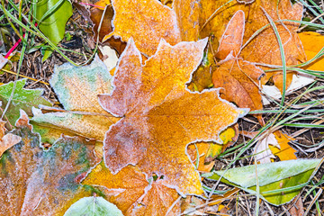 Wall Mural - autumn leaves
