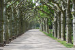 alley of sycamores in Frankfurt am Main
