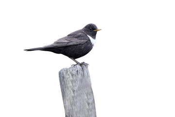 Wall Mural - Ring ouzel, Turdus torquatus