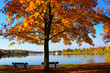 Herbst Landschaft Baum am See