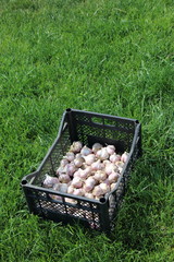 Canvas Print - Dry garlic bulbs in the transportation box on the lawn in the summer garden