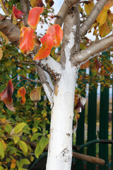 Canvas Print - Whitewashed young fruit tree against spring sunscald in the autumn garden