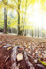 Wall Mural - Autumn Forest with Sun and Glow. Roots and Leaves on Foreground