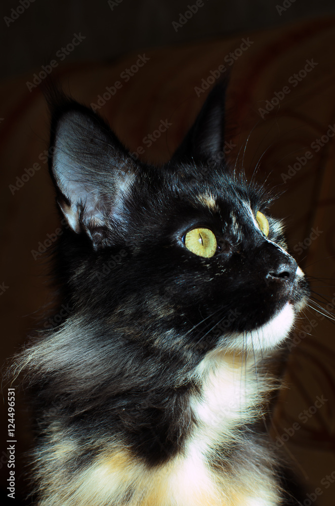 tortoiseshell cat Maine Coon Stock Photo | Adobe Stock
