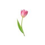 Fototapeta Tulipany - Vector icon, Tulip isolated