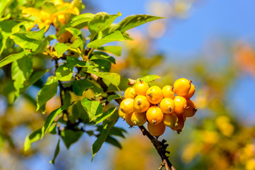 Sticker - Yellow crab apples on a twig in autumnal sunlight