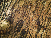 Old Tree Bark Texture Background