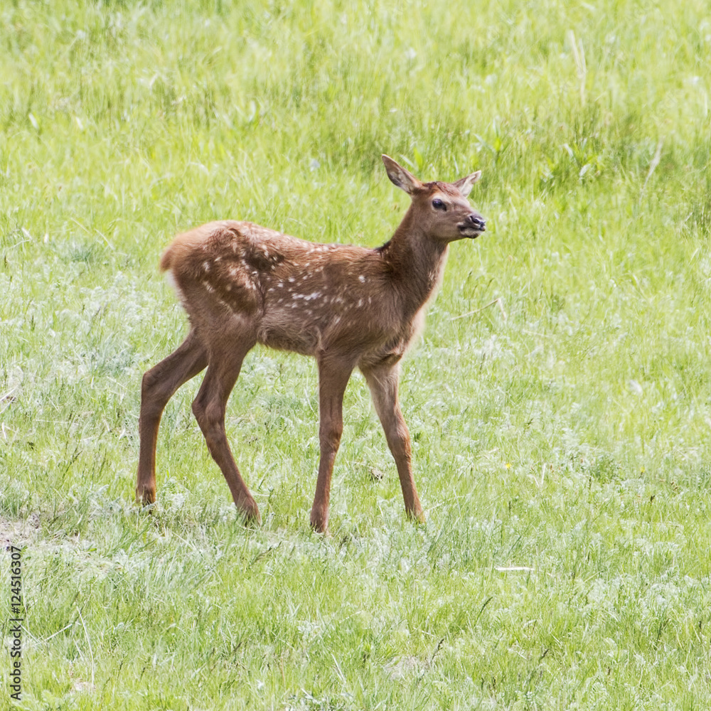 Legs Alot - A newborn baby elk appears to be all legs as it learns to walk  on them. The white spots provide camouflage and will disappear in about a  year. Stock, image size:1000x1000