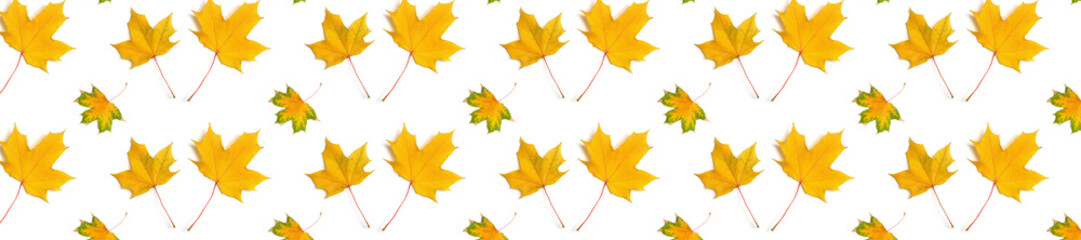 Wall Mural -  panorama  pattern maple leaf yellow  autumn
