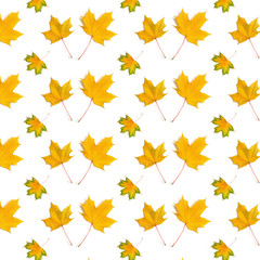 Wall Mural -  pattern maple leaf yellow  autumn