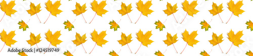 panorama  pattern maple leaf yellow  autumn