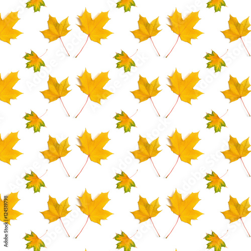 pattern maple leaf yellow  autumn