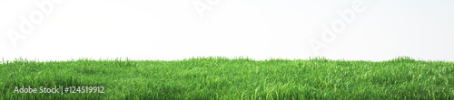 Fotomural Field of soft grass, perspective view with close-up