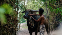 Old Farmer Is Touching On A Buffalo Head Before Take It Into The Paddock. This Image Showing A Good Relationship Between Farmer And His Pet. That Is A Normal Life In Side-country Of Southeast Asia.