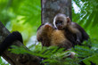 © wollertz - white headed capuchin -  Cebus capucinus