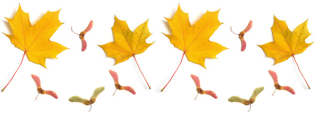 Wall Mural -  panorama  pattern maple leaf yellow  autumn