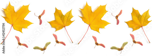 panorama  pattern maple leaf yellow  autumn