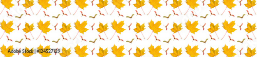 panorama  pattern maple leaf yellow  autumn