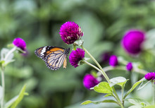 Butterflies For Nectar On Beautiful Purple Flowers (Globe Amaranth)