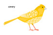 Image of nice canary