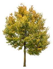 Wall Mural - autumnal oak tree isolated on white background
