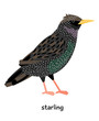 Image of nice Starling 