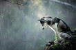 Dog breed Siberian Husky