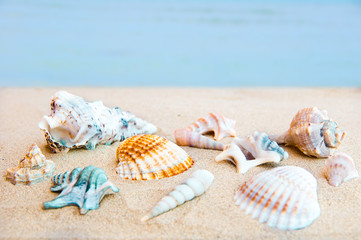 Shells on sand by the sea