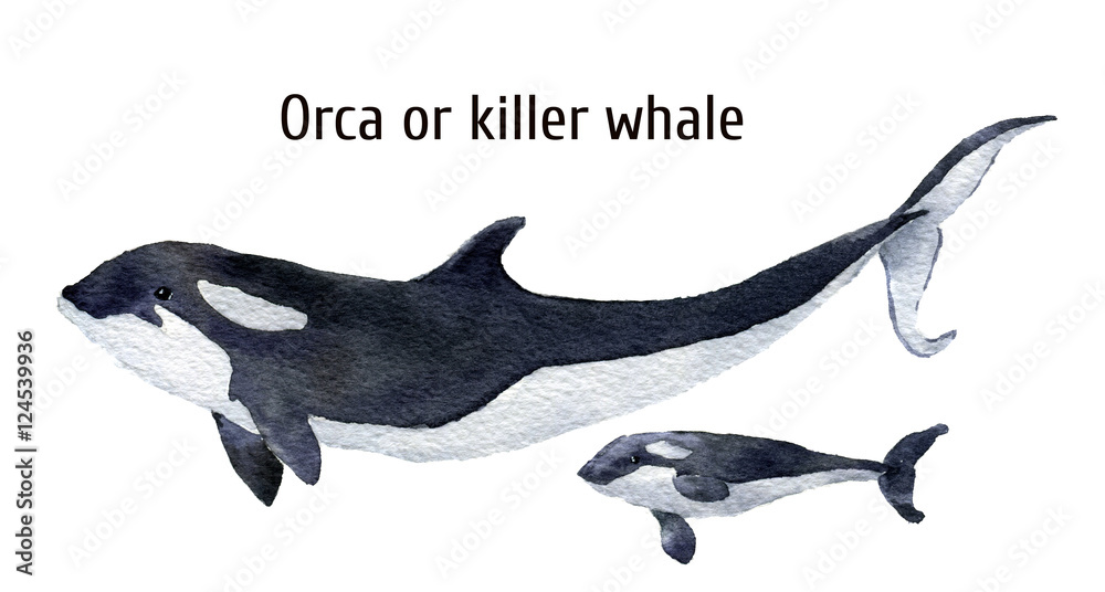 Watercolor orca whale. Killer whale isolated on white background. For ...