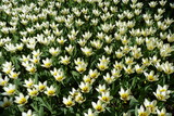 Fototapeta Tulipany - white tulip field