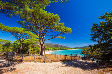 Wall Mural - Pine trees on Palombaggia sandy beach on the south part of Corsica, France, Europe