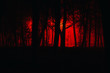 Scary foggy forest. Silhouettes of trees in the red light in the dark night, a terrible park