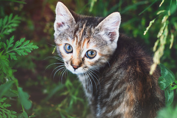 Wall Mural - Sute Striped Kitten in the Green Grass Outdoors - Playing Cat - Pets Care Concept