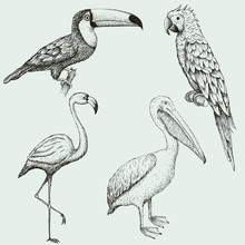 Collection Of Exotic Tropical Birds