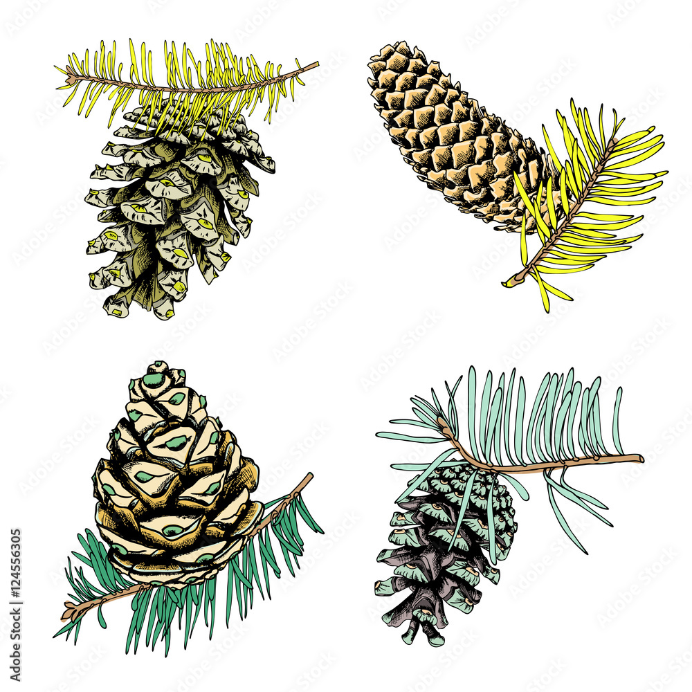 Set of watercolor painted and hand drawn inked drawing of pine cones ...