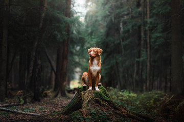 Wall Mural - Dog Nova Scotia Duck Tolling Retriever