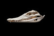 Nilo Crocodile skull on black isolated background