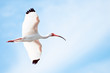 Flying Ibis with Blue Sky Background