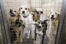 Kennel Dogs Locked