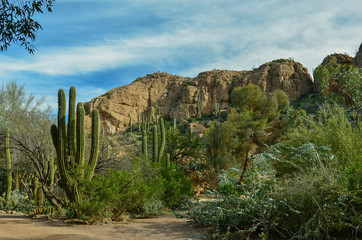  Desert Cactus