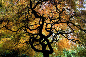 twisted japanese maple trees with vibrant fall color leaves