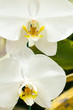 Blooming beautiful phalaenopsis or white orchid