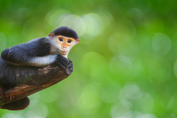 Red-shanked Douc (Pygathrix nemaeus) isolated on nature backgrou