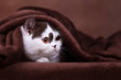 BKH Kitten unter brauner Decke